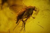 Four Detailed Fossil Flies (Diptera) In Baltic Amber #166192-1
